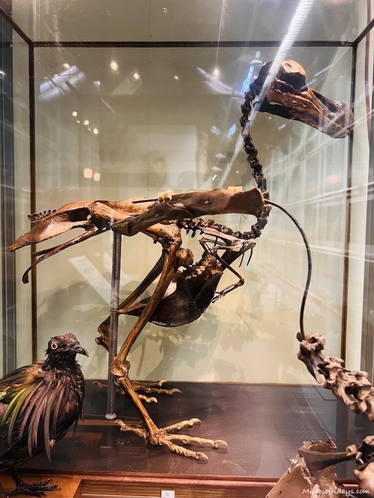 The skeleton of a Dodo in the Booth museum in Brighton