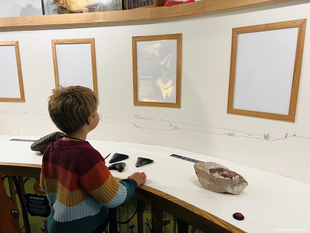 Harry enjoying the intractive displays at the Natural History Museum in Brighton