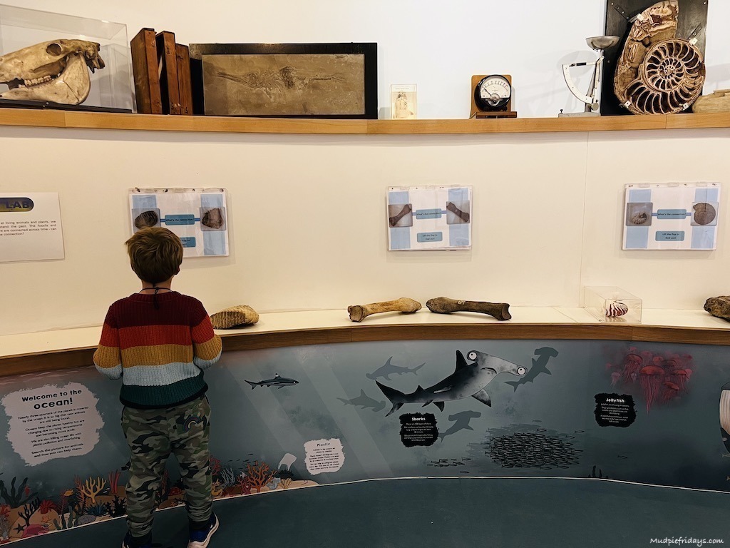 Harry enjoying the intractive displays at the Natural History Museum in Brighton