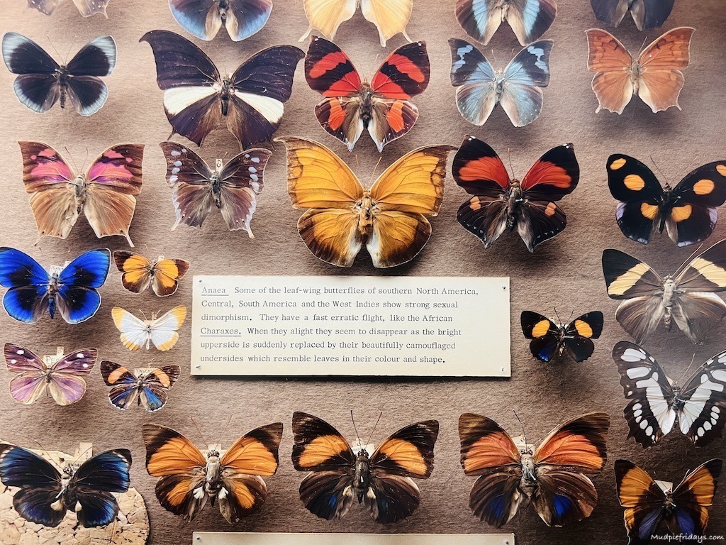 The butterflies at Brighton Museum