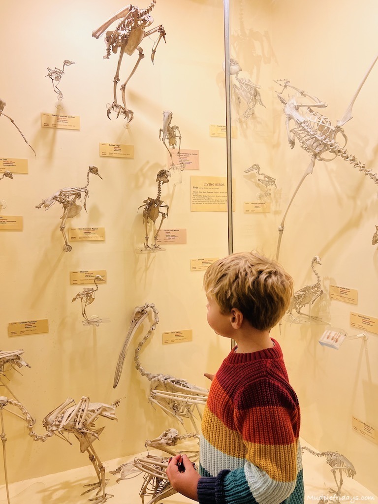 Harry and the bones at the Brighton Booth Museum