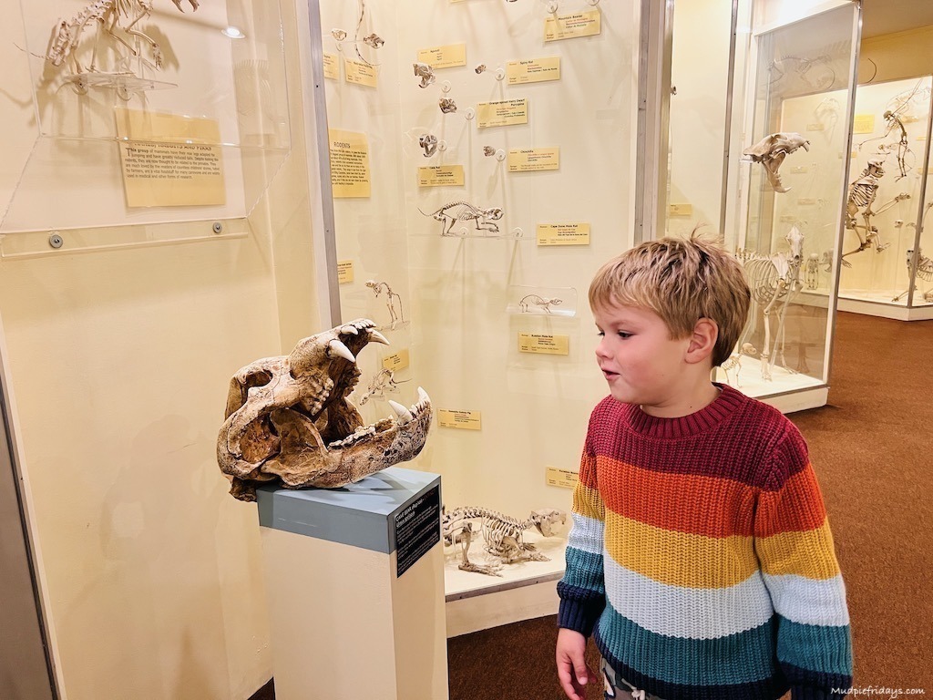 Harry and the bones at the Brighton Booth Museum