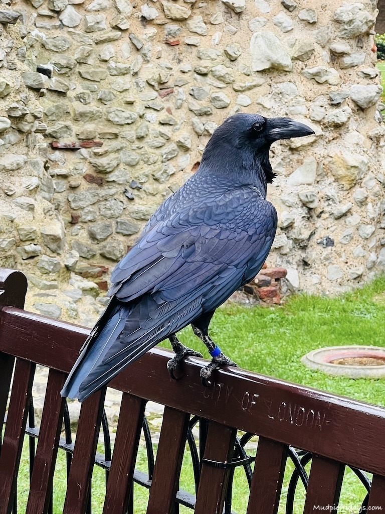 A raven at the tower of london