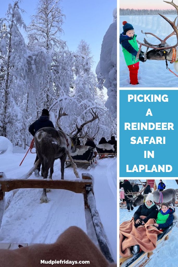Picking a Reindeer Safari in Lapland