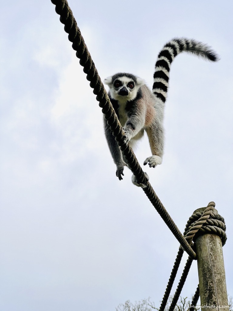 Lemurs Chessington world of adventures