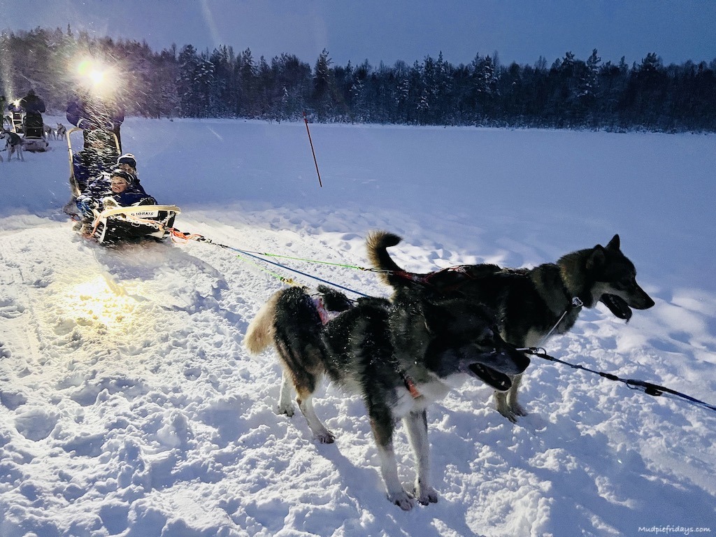 All of us in a husky sledge