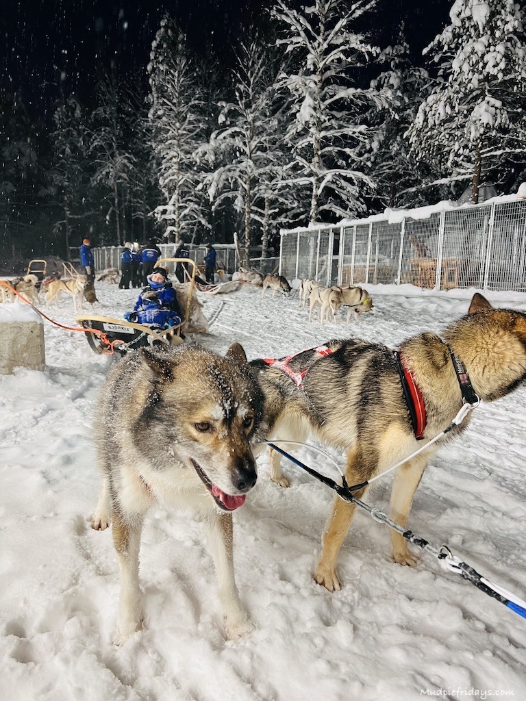 husky dogs