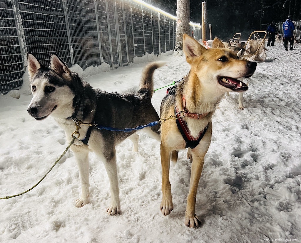 husky dogs