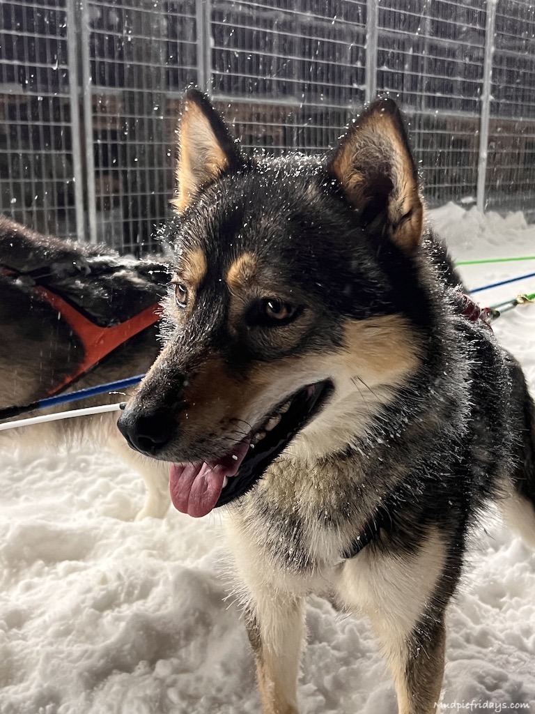 husky dogs in lapland finland