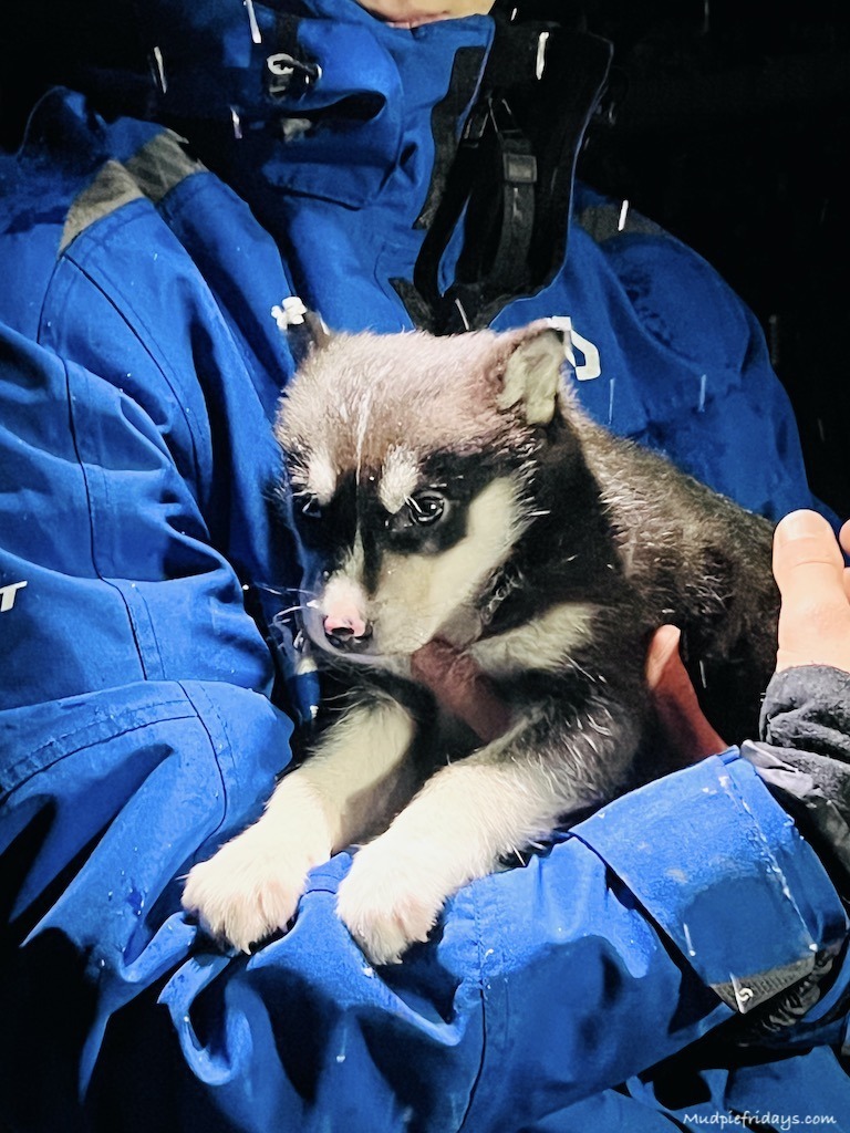 A month old husky puppy in rovaniemi lapland finland
