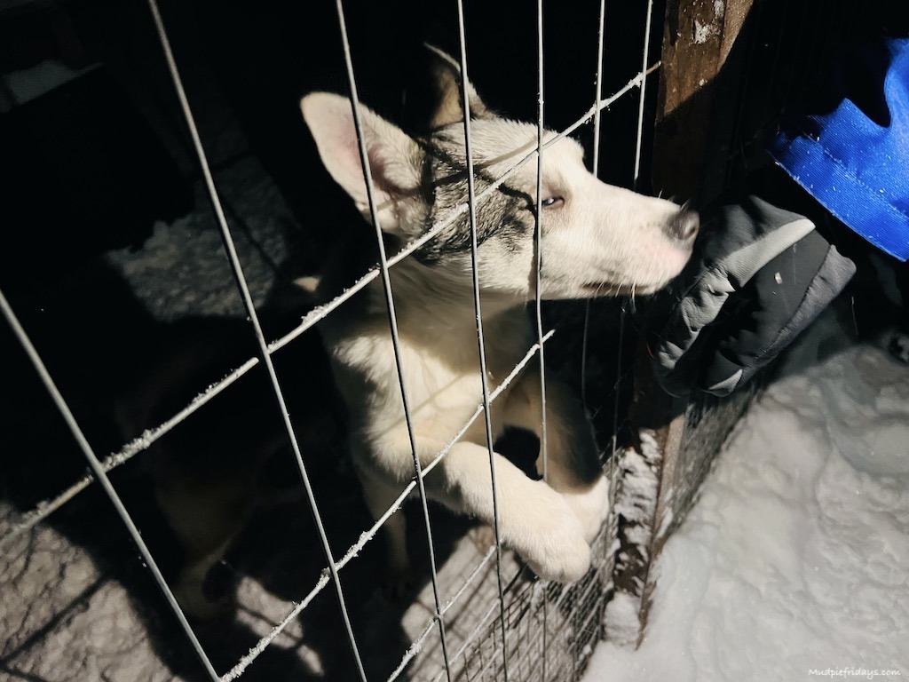 petting the huskies at Apukka husky safari