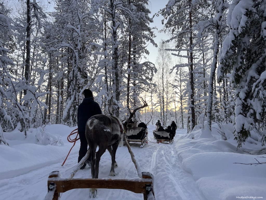 The sun was rising during our reindeer tour as we opted for the 10am slot