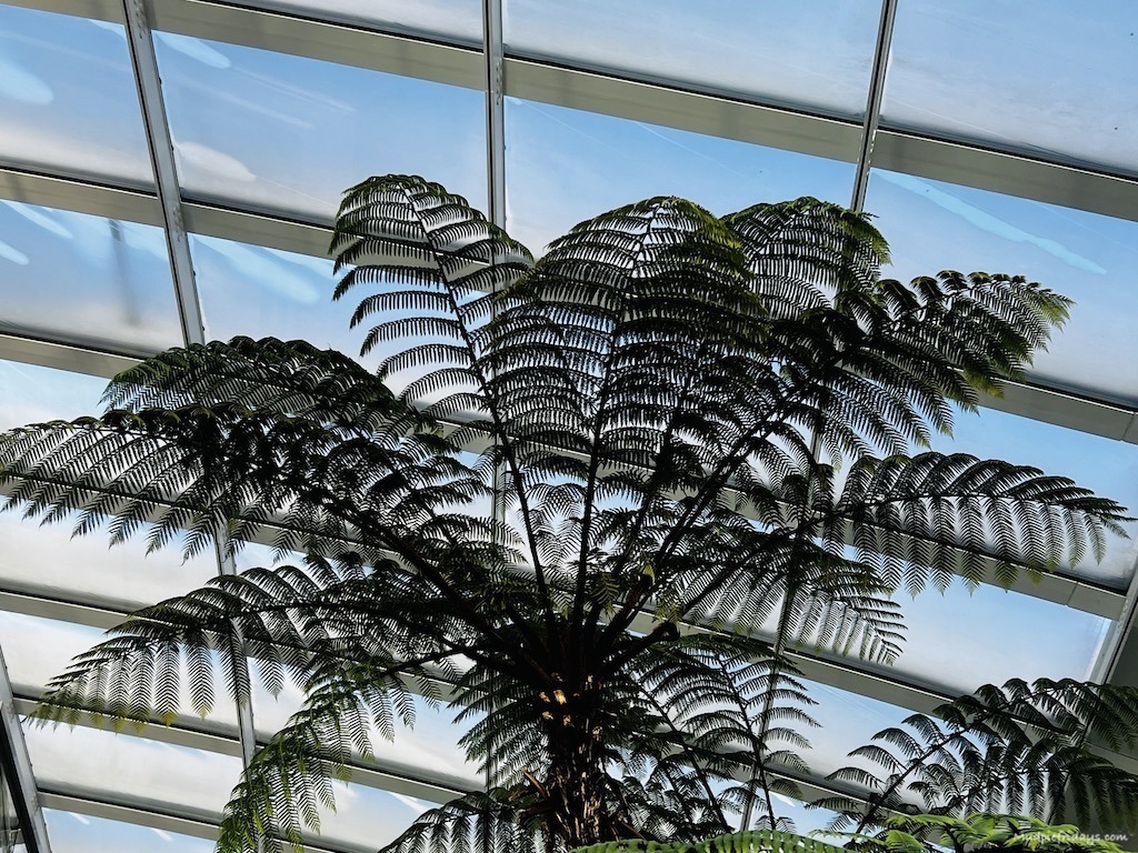 tree fern with a glass roof above it