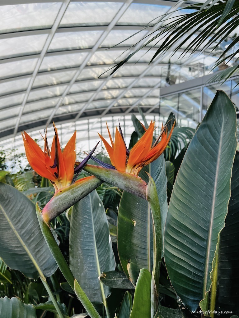bird of paradise plant in the sky garden in London walkie talkie building