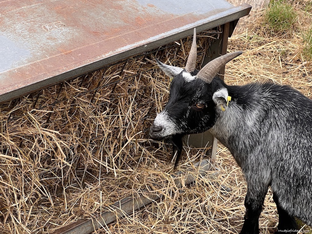 A farm goat