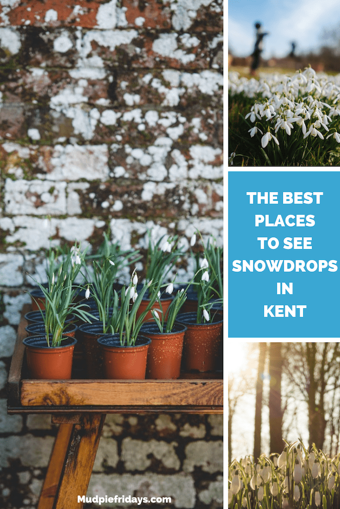 The best places to see snowdrops in Kent