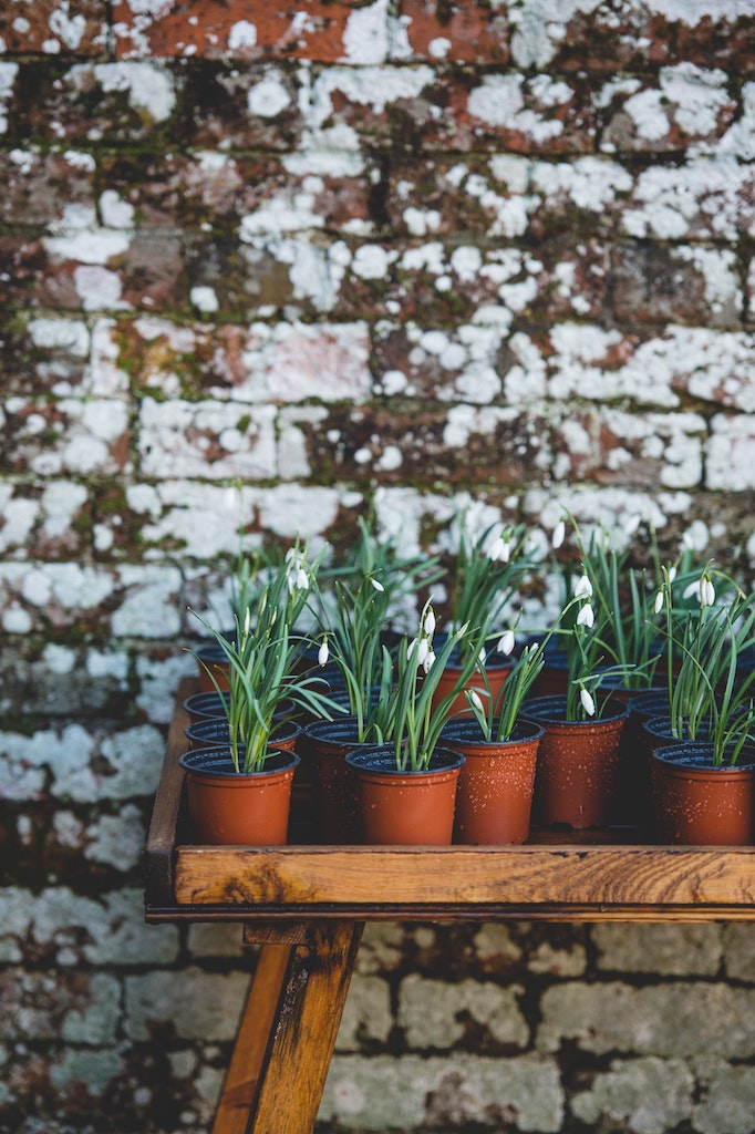 winter flowers with a brick wall behind