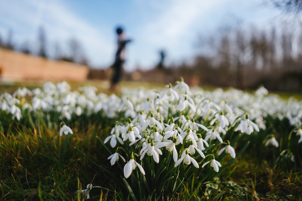 Snowdrop walks near me