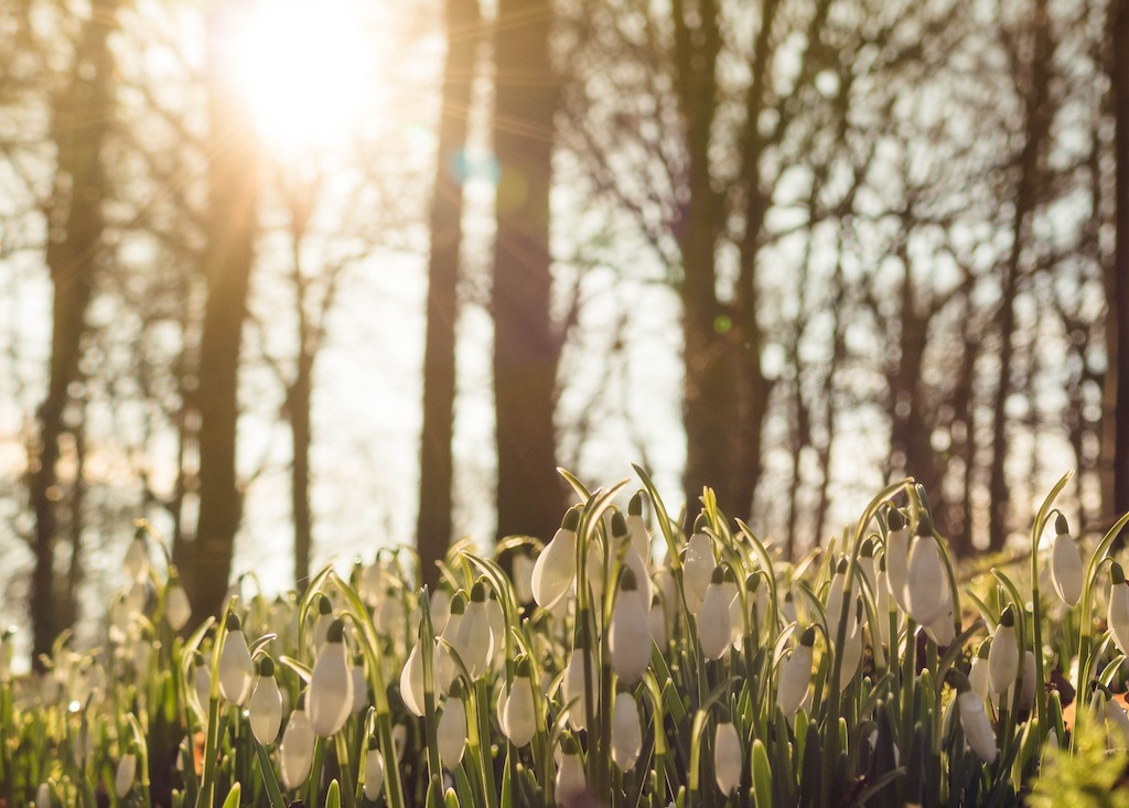 The Best Places to see Snowdrops in Sussex