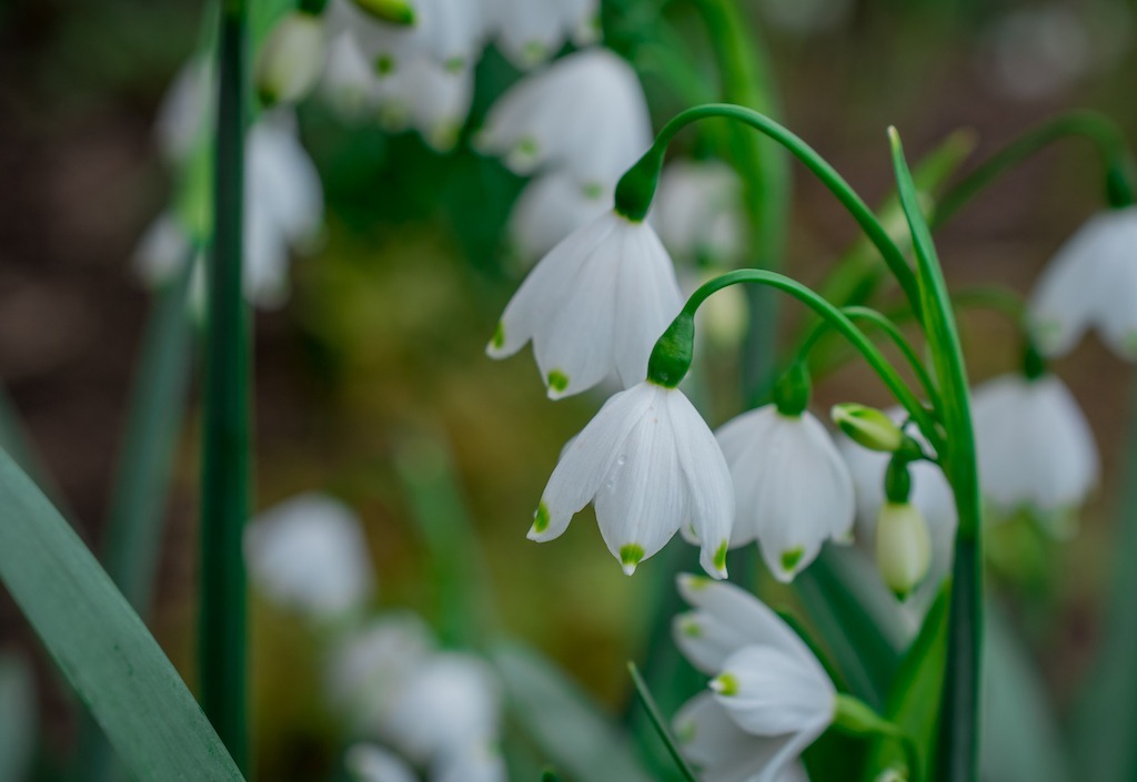 First spring snowdrop flowers in the garden