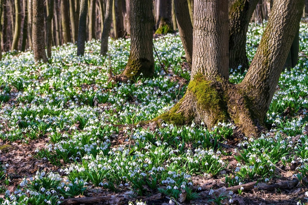 The best places to see snowdrops in Surrey and snowdrop walks