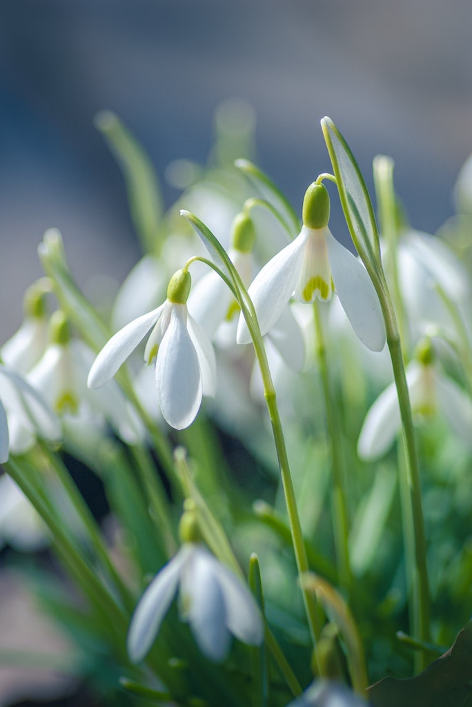 close up of white delicate flowers