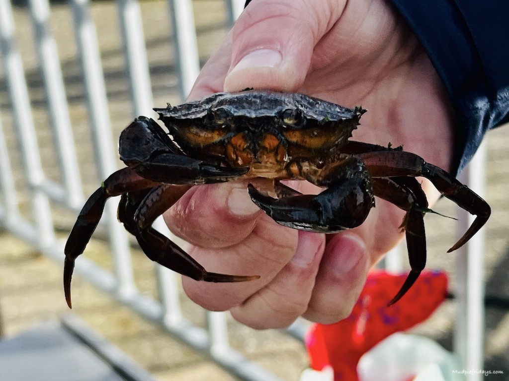 the best place for crabbing in Kent