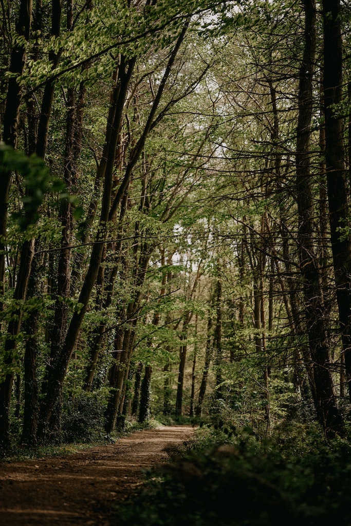 British woodland