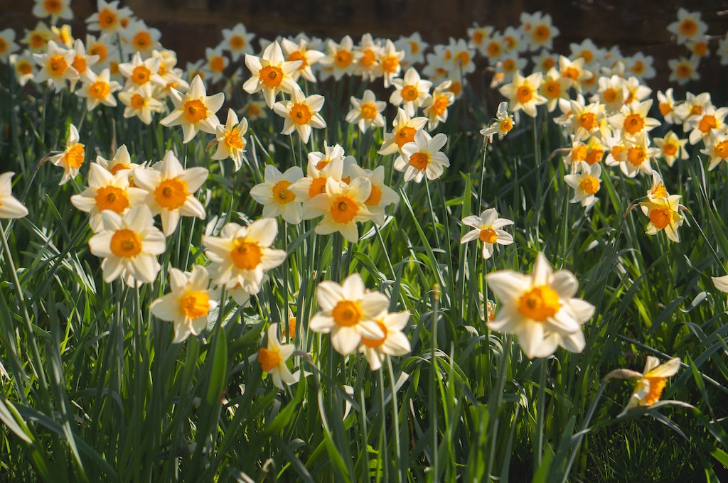 30+ Easter Activities, Events and Egg Hunts in Sussex sunny daffodils in the sunshine with orange centres 