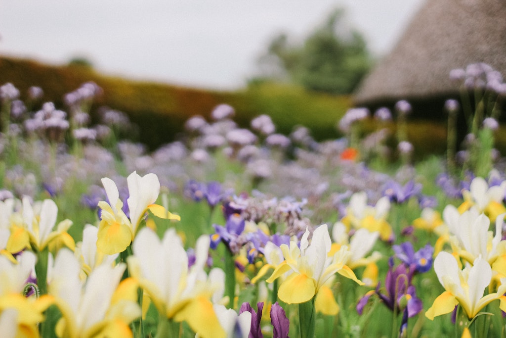 30+ Easter Activities, Events and Egg Hunts in Sussex spring flowers in Arundel Castle gardens 
