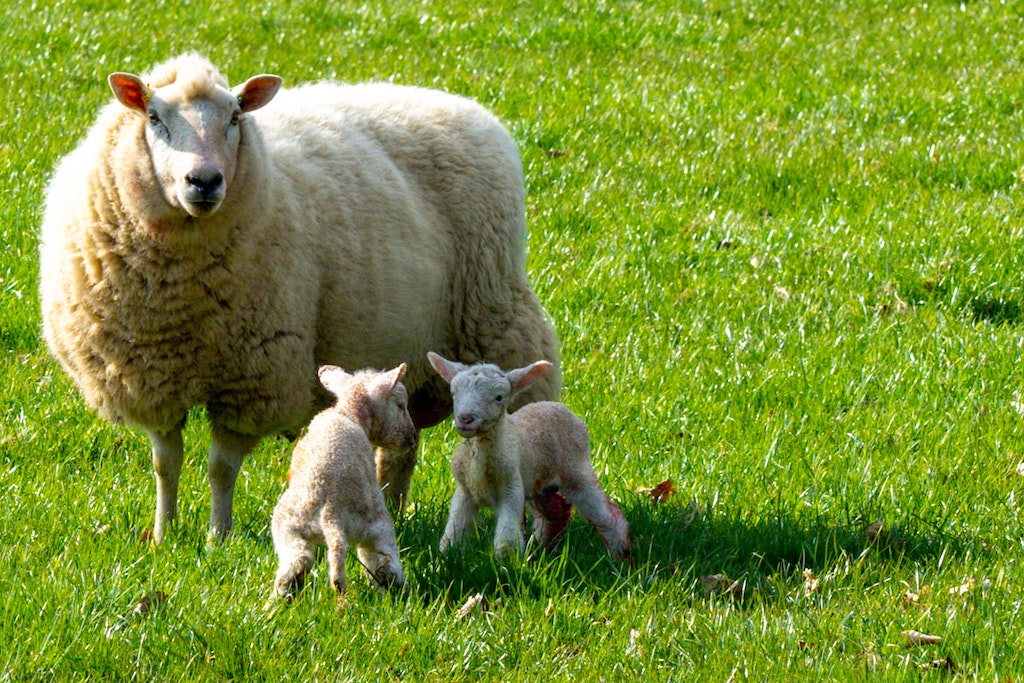 A mother ewe with two small lambs close up in a field in the sunshine