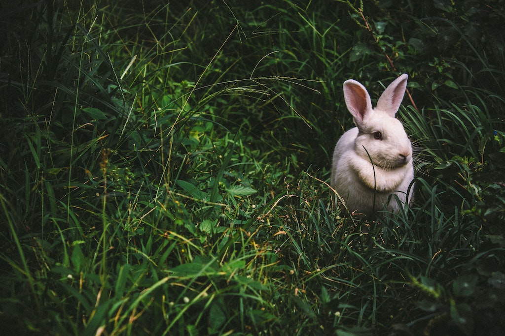 30+ Easter Activities, Events and Egg Hunts in Sussex a white bunny on its own in long green dark grass