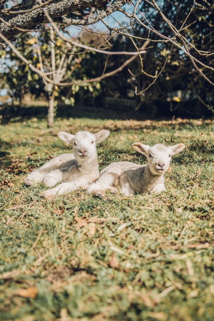 Baby lambs in a field in the sunshine