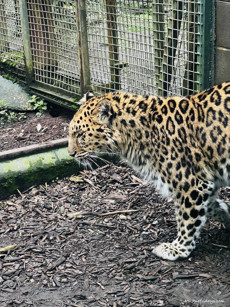 Amur Leopard at Twycross Zoo in Leicestershire