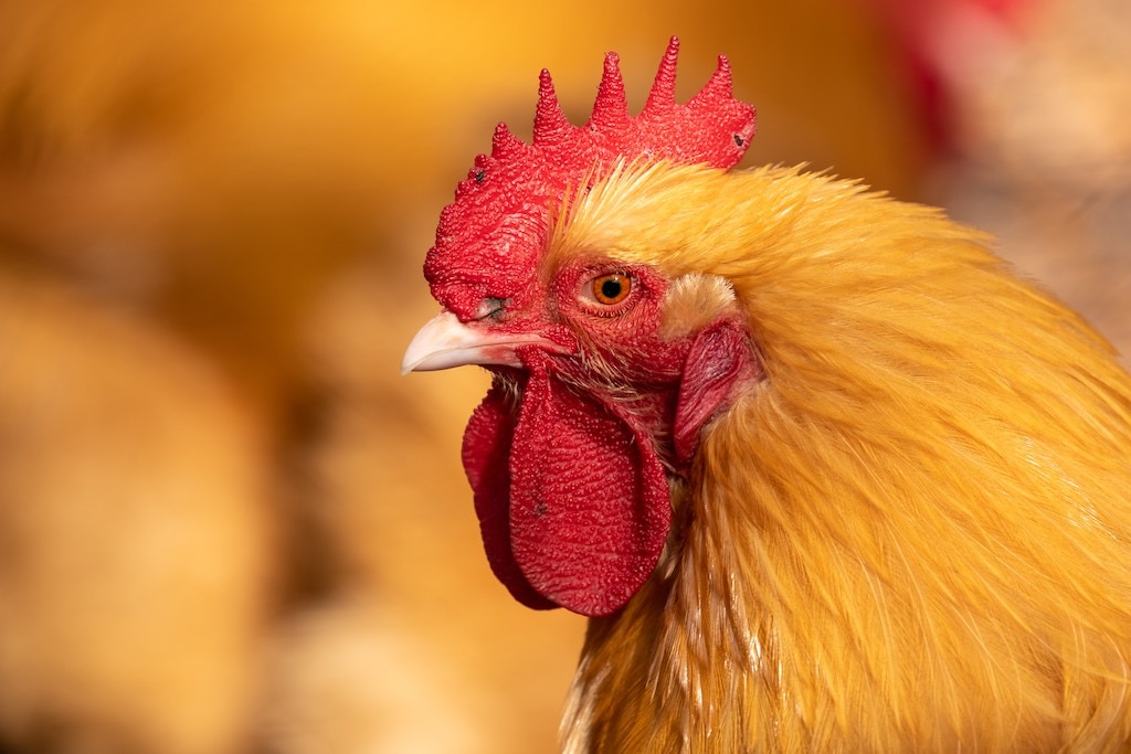 Close up of a hen