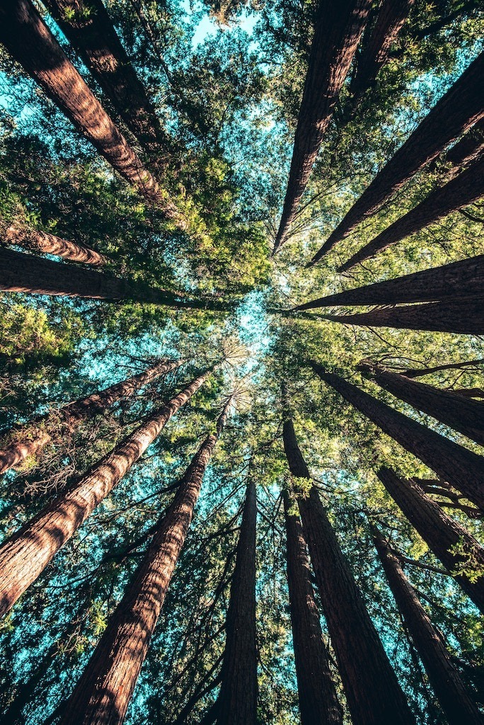 looking up through the trees