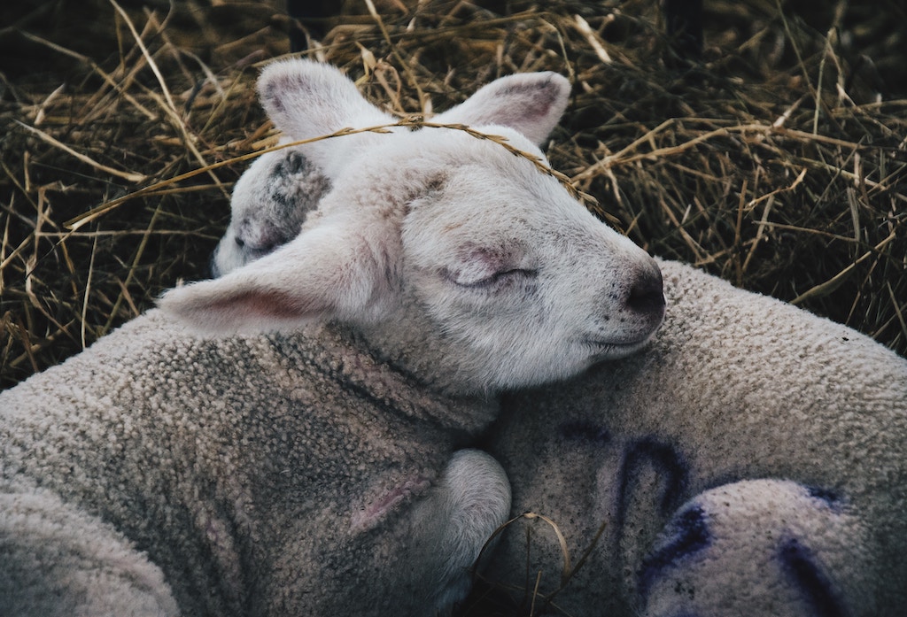 baby lambs sleeping on each other