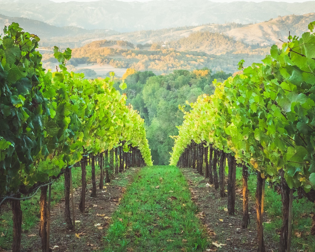 A vineyard