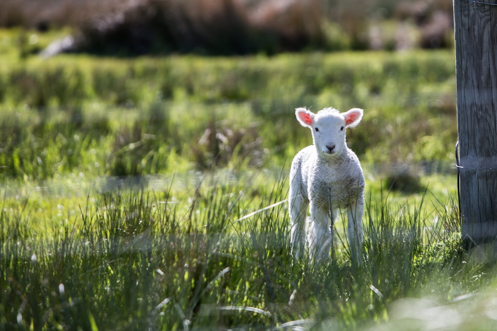 Lamb in a field - things to do and activities in Surrey for Easter