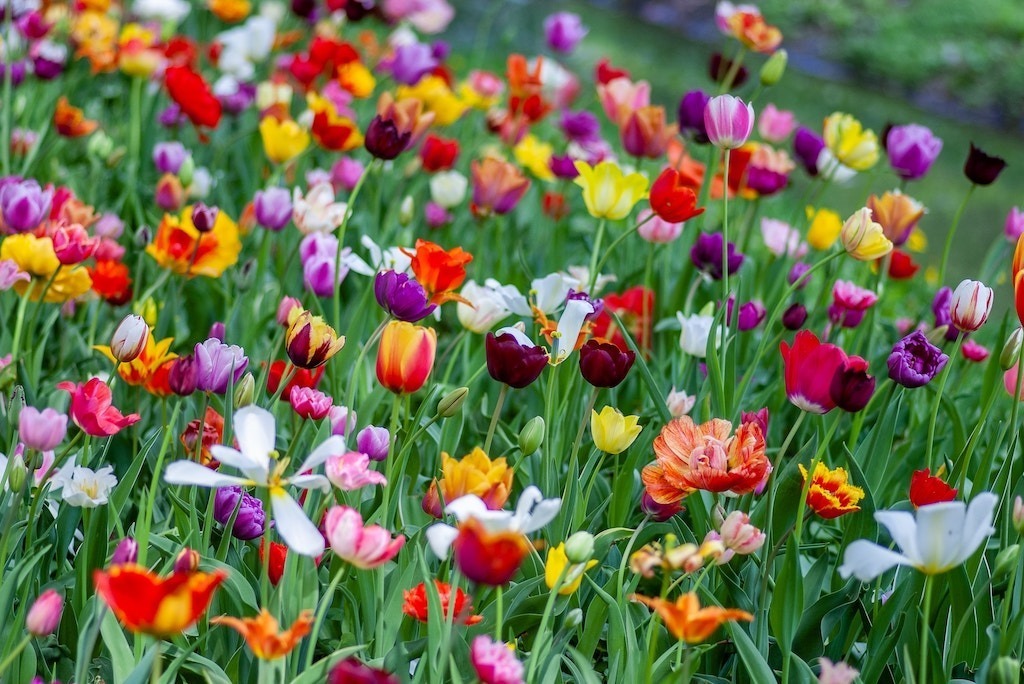 Tulips in different colours with a green background