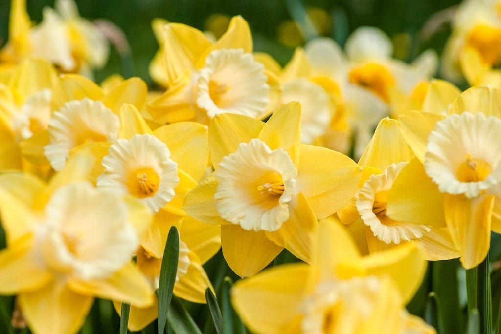 Pick your own daffodils this Easter in Surrey at Priory Farm