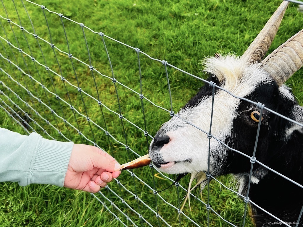 feeding the goats - glamping farm stay in the UK