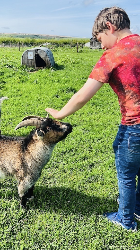 petting the goats while at Feather Down Farms