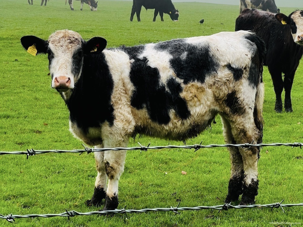 Small black and white heffer around two years old