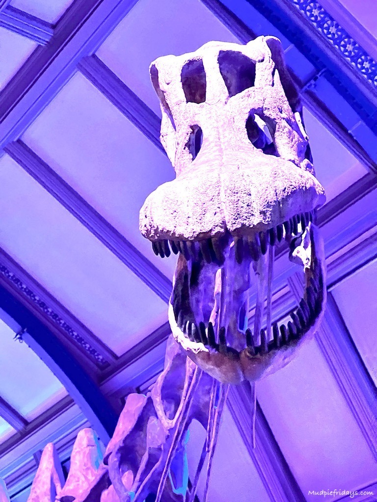 titanosaur natural history museum - the central exhibit showing the cast of the titanosaurus dinosaur museum london