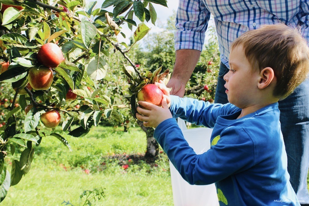 Charlie picking apples when he was little