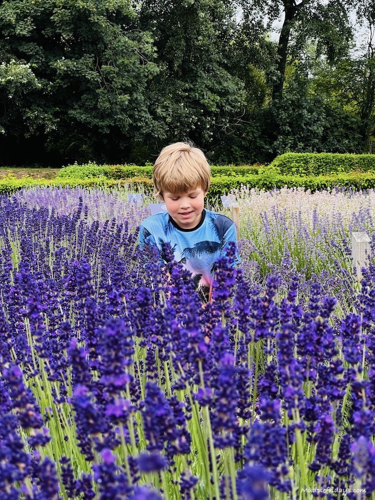 Harry in the lavender field at the Lavender barn at Alresford