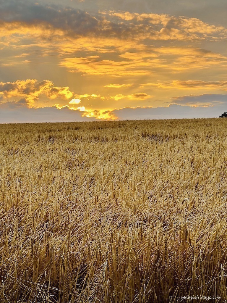 Sunset over a wheat field in Hampshire