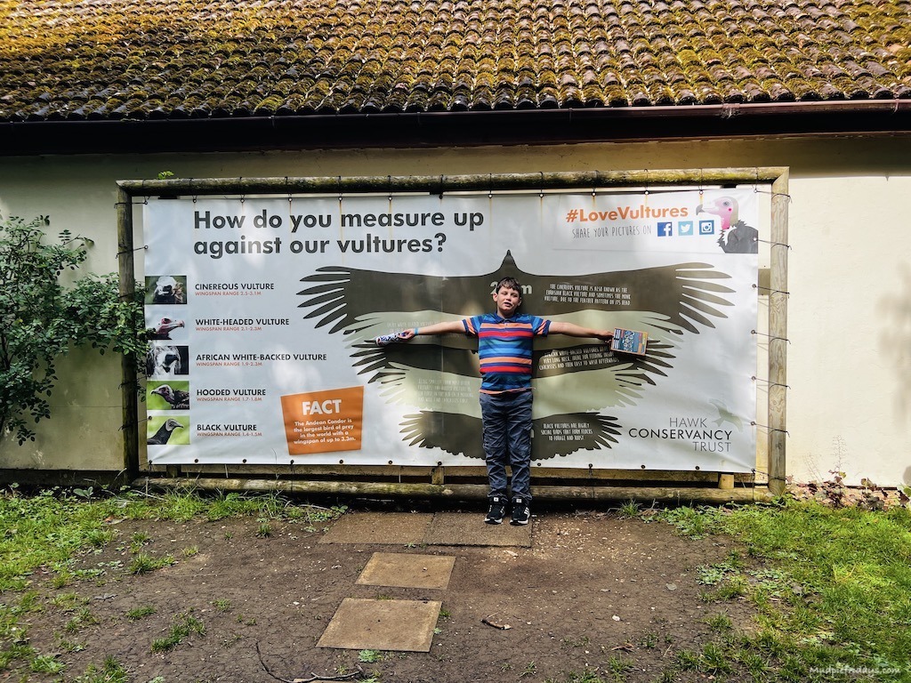 Charlie comparing his wing span to that of the vultures