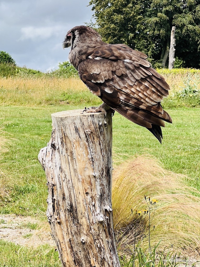 Wings of Africa Flying Display at the Hawk Conservancy in Andover, Hampshire at the owl experience
